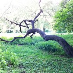 Bending Tree